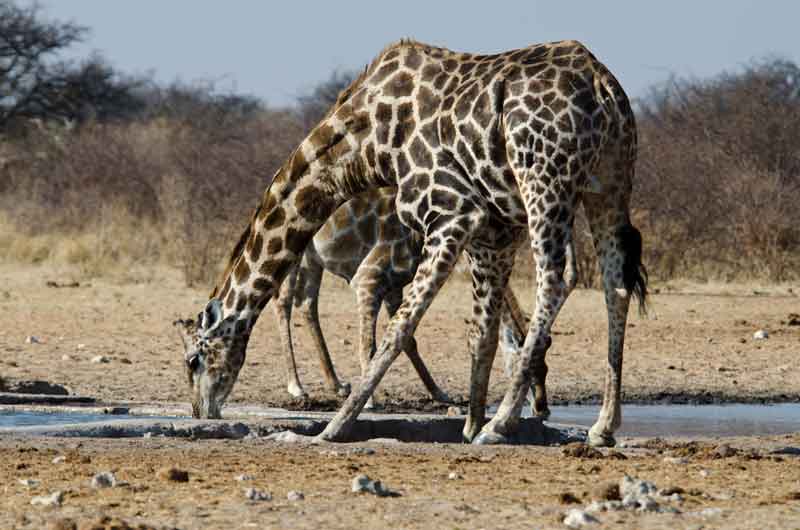 136 - Namibia - jirafas - parque nacional de Etosha